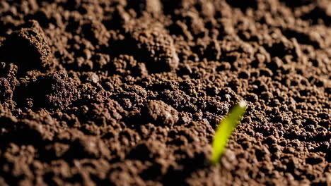 sprouting seedling in soil