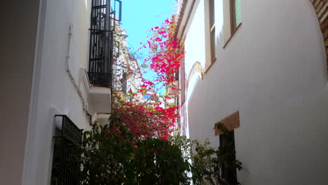 view of a narrow street in marbella, spain, with red bougainvillea climbing up a white building wall, surrounded by traditional spanish architecture