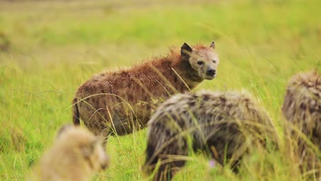 fotografía en cámara lenta de una hiena sola esperando a ser asesinada, caminando a través de la exuberante vegetación de la reserva nacional de masai mara norte, vida silvestre en la reserva nacional de masai mara, kenia