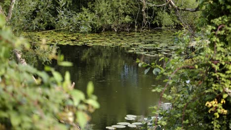 Weitwinkelaufnahme-Eines-Seerosenteichs-Mit-Laub-Im-Vordergrund