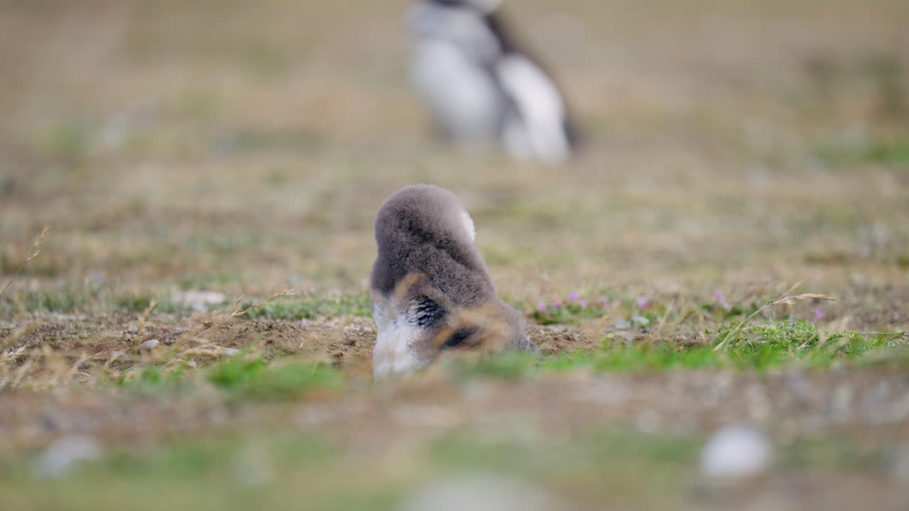 地中の巣穴の中の巣にいるマゼランペンギン。選択的フォーカスショット。