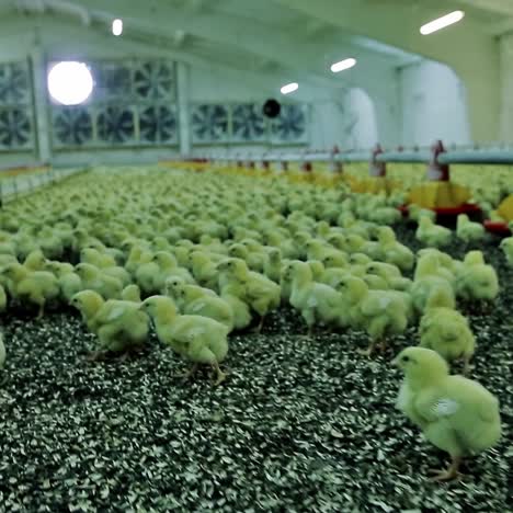 Chicken broilers in poultry farm