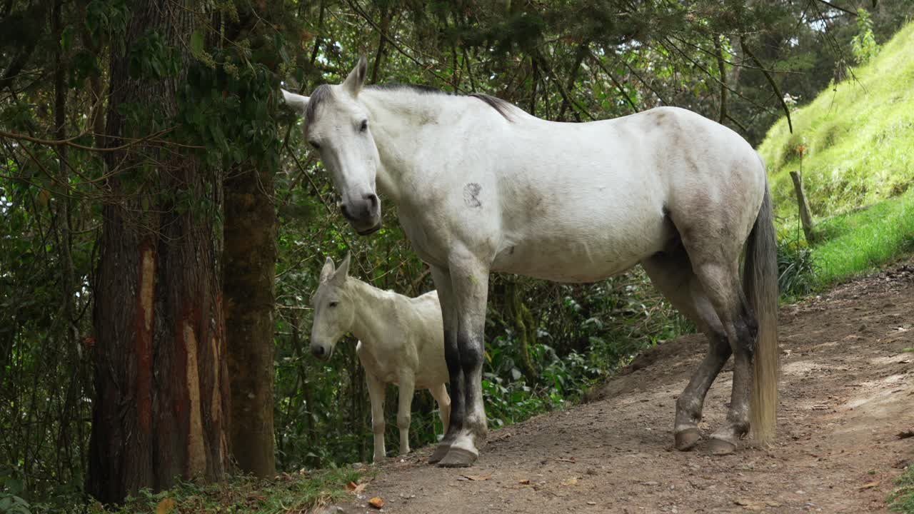 A white horse and foal stand on a muddy mountain trail in Cocora Valley cloud forest, Static shot
