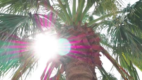 green palms against blue sky and shining sun