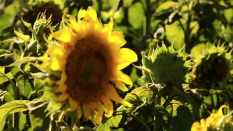 girasoles con abejas en el sol. primer plano