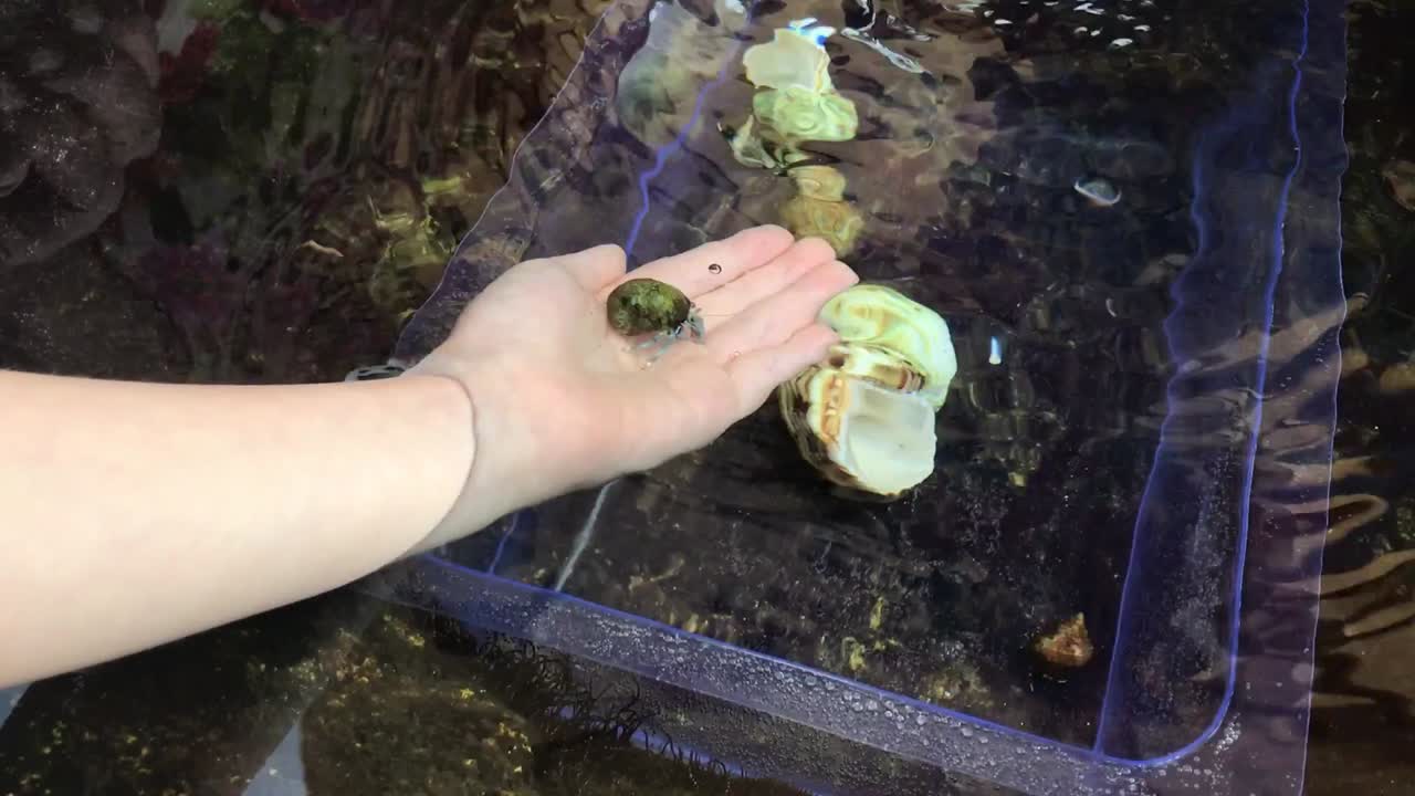 수중에 활동적인 소라게를 들고 있는 소년