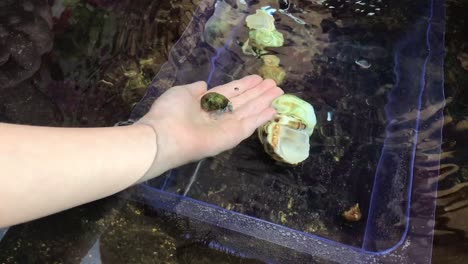 Boy-holding-an-active-hermit-crab-underwater