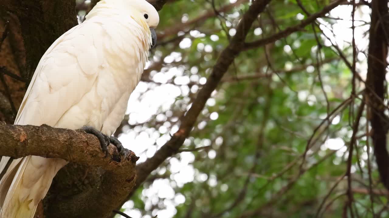 A white cockatoo perches calmly on a tree branch surrounded by lush green foliage.