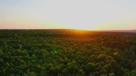 green forest at sunset. flying over the trees in summer wood in the evening. beautiful landscape against orange setting sun. aerial view. motion camera forward.