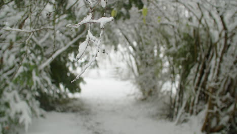 Parallax-shot-of-a-small-snow-covered-branch,-bushes-in-the-background