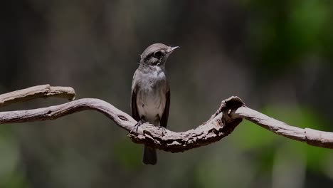 El-Papamoscas-Marrón-Asiático-Es-Un-Pequeño-Pájaro-Paseriforme-Que-Se-Reproduce-En-Japón,-Himalaya-Y-Siberia