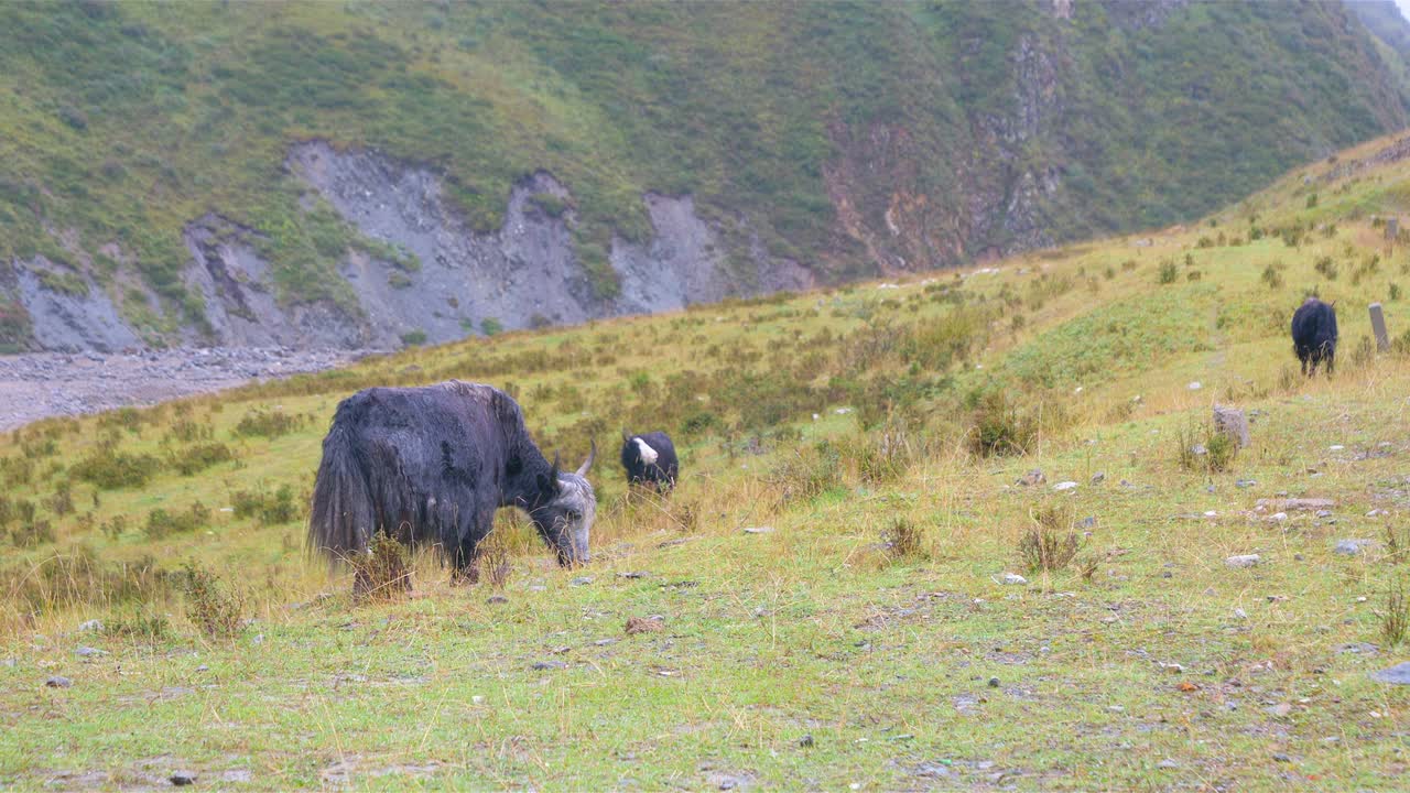 Landscape view of Yak eating grass in Laji mountain cloudy day, Qinghai Province China