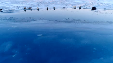 panoramic view of seals on white ice floe in iceland, under the red sunset. we can see ice floe and the sky in the horizon.