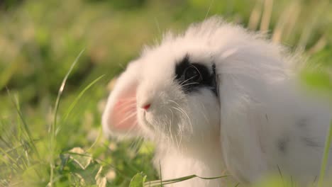 dwarf angora rabbit in the green grass.