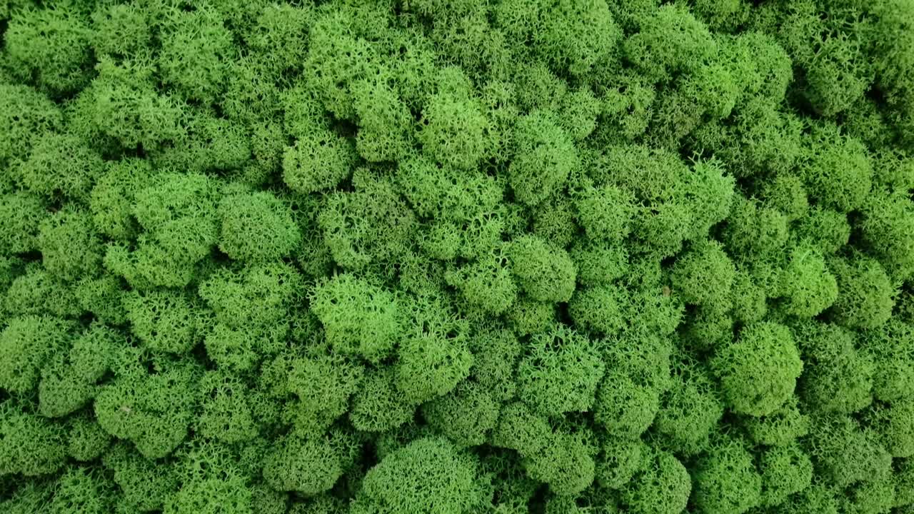 зеленое медленное видео. лесная сухая трава. деталь дизайна интерьера