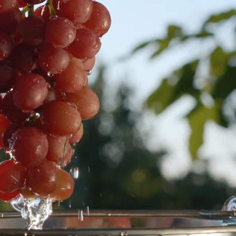 a woman pulls out a large ripe bunch of grapes from a bucket of water 1