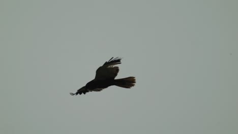 Cometa-Roja-Ave-Rapaz-Volando-Y-Batiendo-Sus-Alas