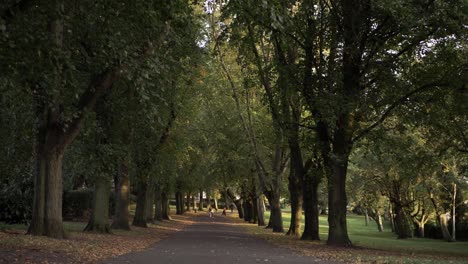 tree lined lane in park at autumn wide shot