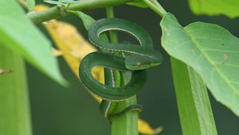 Wind-Weht-Und-Schüttelt-Die-Pflanze,-Während-Sich-Diese-Viper-Entspannt-Und-Darauf-Wartet,-Dass-Eine-Beute-Vorbeikommt