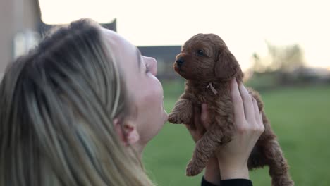 woman showing love and affection to newborn goldendoodle puppy dog