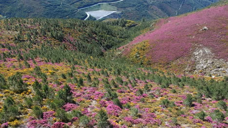 aerial perspective of a flower-covered mountain in springtime colors