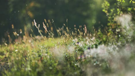 Ein-Malerischer-Blick-Auf-Eine-Wiese-Hebt-Hohe-Gräser-Und-Wildblumen-Hervor,-Die-Von-Sanftem-Sonnenlicht-Beleuchtet-Werden