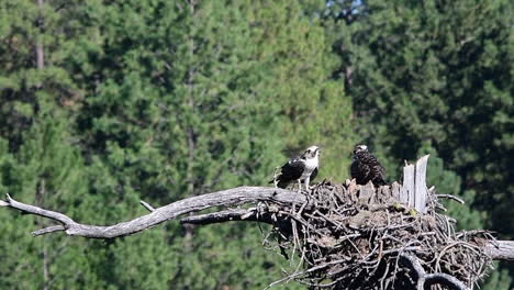 bird flies past osprey nest in slow motion