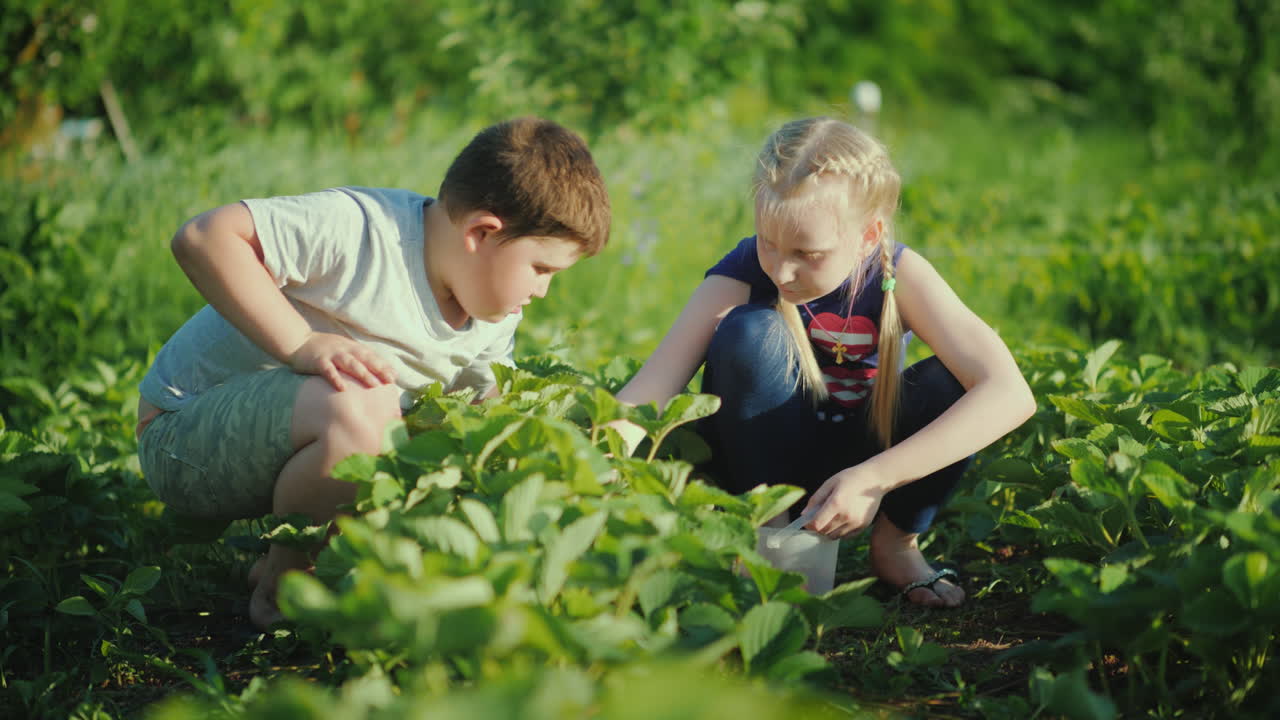 dos niños recogen fresas frescas en el jardín productos ecológicos con un concepto de granja 4k vi
