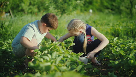 Zwei-Kinder-Sammeln-Frische-Erdbeeren-Im-Garten-Umweltfreundliche-Produkte-Mit-Einem-Farmkonzept-4k-Vi