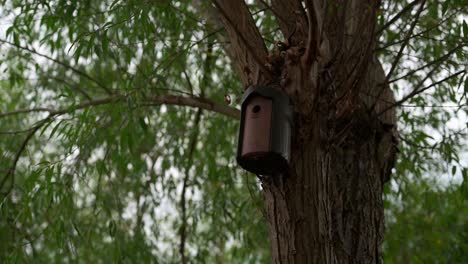 Pajarera-De-Madera-En-Un-árbol,-Cacerola-Lenta,-Sin-Gente