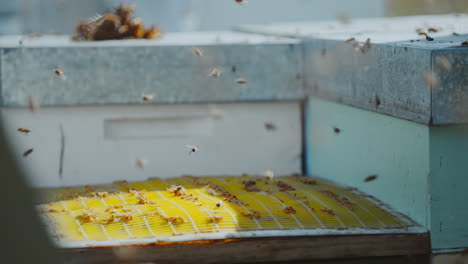 beekeeper puts queen excluder and top lid on wooden bee hive box, bees flying