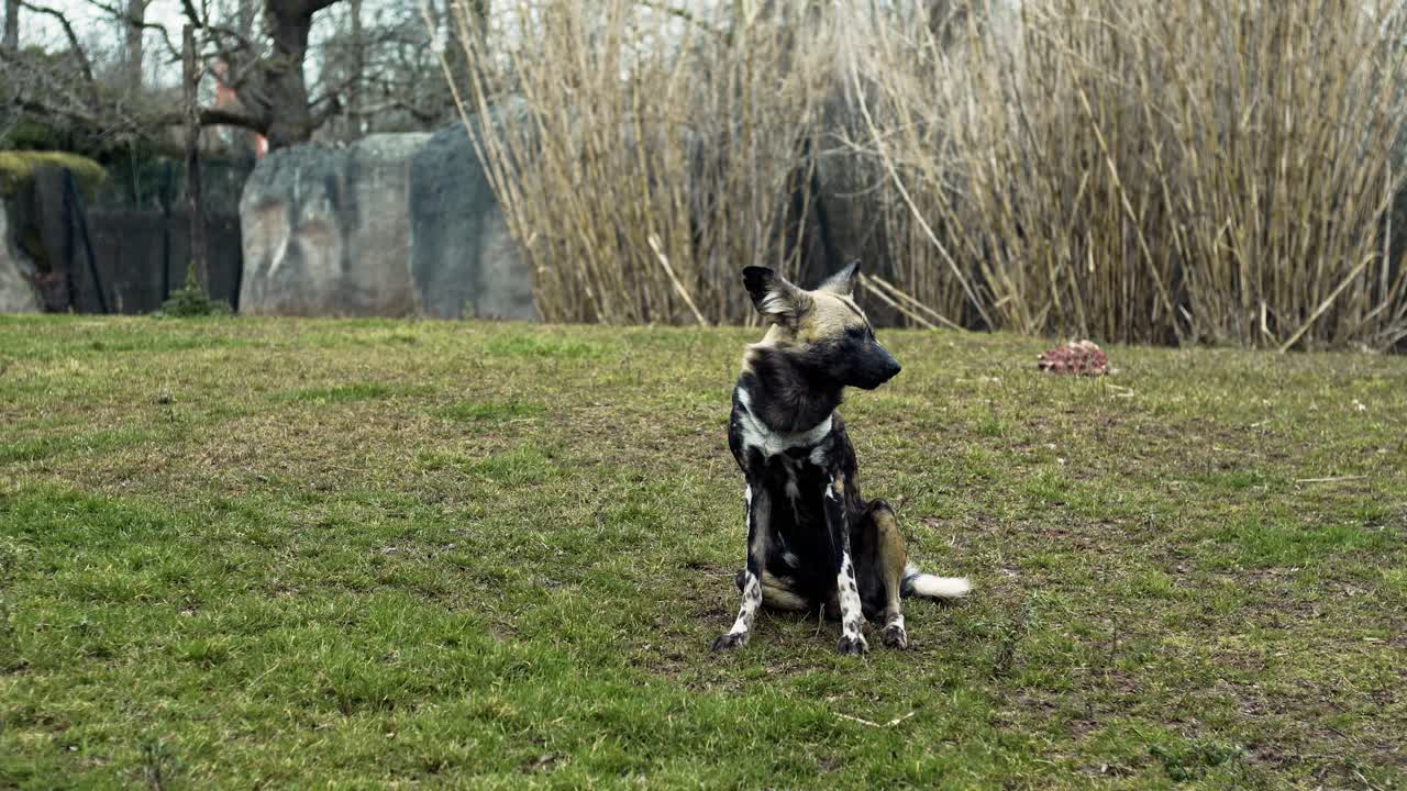 hiena manchada sentada bostezando en un ambiente natural en el zoológico de chester, reino unido