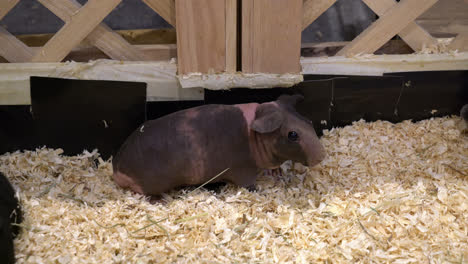 gatsby or guinea pig in farm