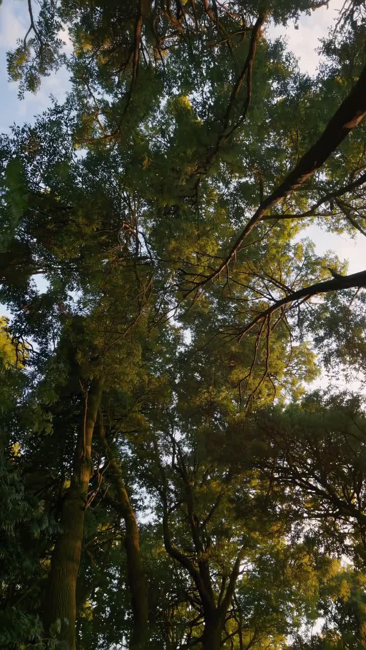 A serene upward video angle captures lush green tree canopies against a clear sky