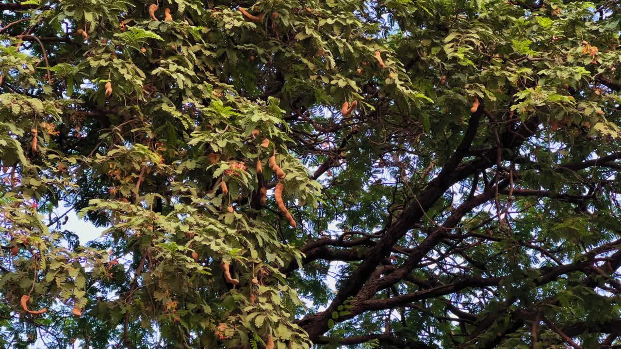 Close-up of tamarind tree blossoms in various stages of bloom — vibrant pink buds and orange-yellow petals emerge among delicate green leaves under warm natural light