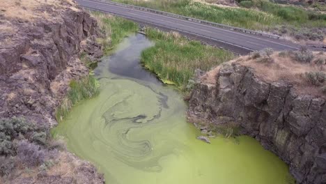 vibrant green pond scum floats atop roadside wetland, aerial flyover