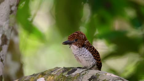 Ein-Baum-Eisvogel-Und-Einer-Der-Schönsten-Vögel-Thailands-In-Den-Tropischen-Regenwäldern