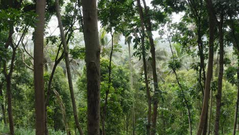 Slow-pan-of-trees-from-inside-lush-green-rainforest-in-Indonesia