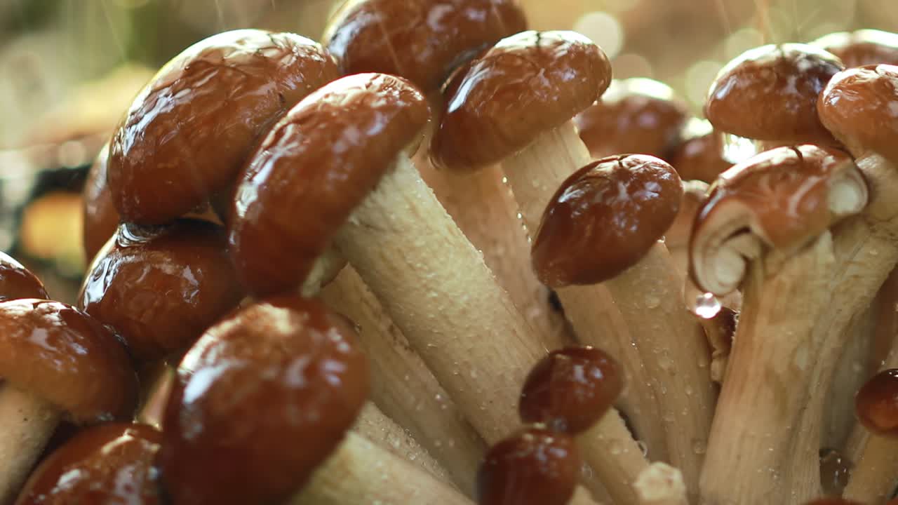 hongos armillaria de agarico de miel en un bosque soleado bajo la lluvia.