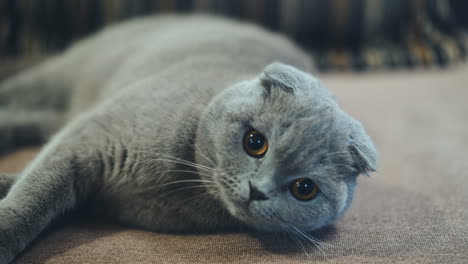 very beautiful british cat is lying on the sofa at home. concept of pets.