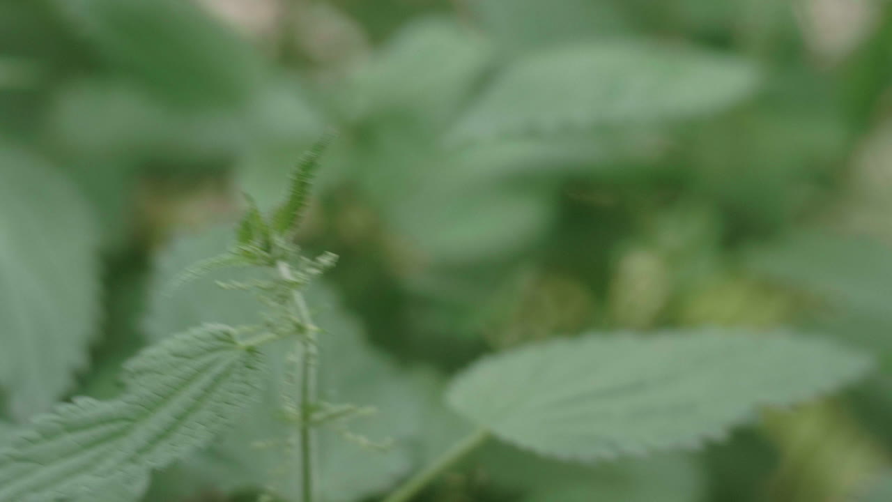 primer plano de las manos de una hermosa chica rubia nórdica recogiendo ortigas con las manos desnudas, urtica, en el bosque final, en el sendero karhunkierros en el parque nacional de oulanka, finlandia