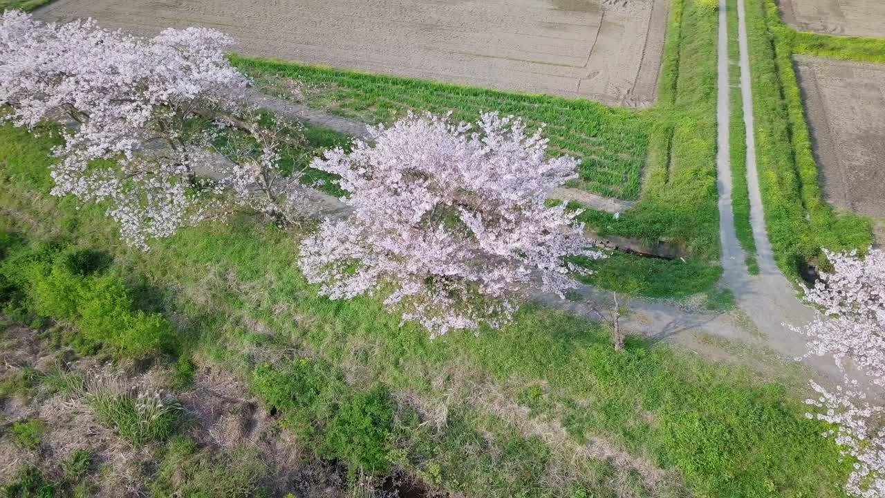 꽃이 피는 체리 꽃의 공중 영상. 관심의 지점. 줄지어 있는 체리 나무. 일본의 봄.