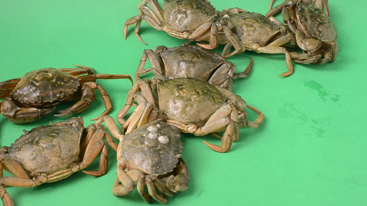 Live crabs on a green background. Shooting on a green background