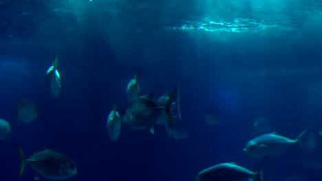 Peces-De-Arrecife-Marino-Crevalle-Jack-Nadando-Alrededor-De-La-Superficie-Del-Agua-Azul-Oscuro-Y-Profundo-Con-Luz-Reflejada-En-Las-Superficies-Y-Burbujas-Y-Ondas-Y-Luz-En-La-Superficie