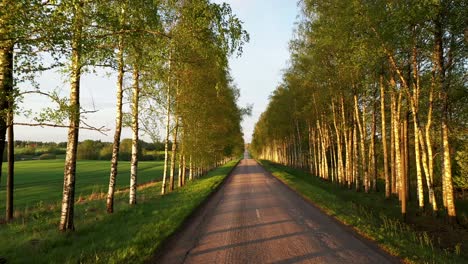 empty paved road in birch alley on golden hour, aerial dolly in