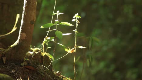 El-Sol-Brilla-Sobre-Las-Plantas-Que-Crecen-En-El-Suelo-Fértil-De-La-Sabana-Brasileña