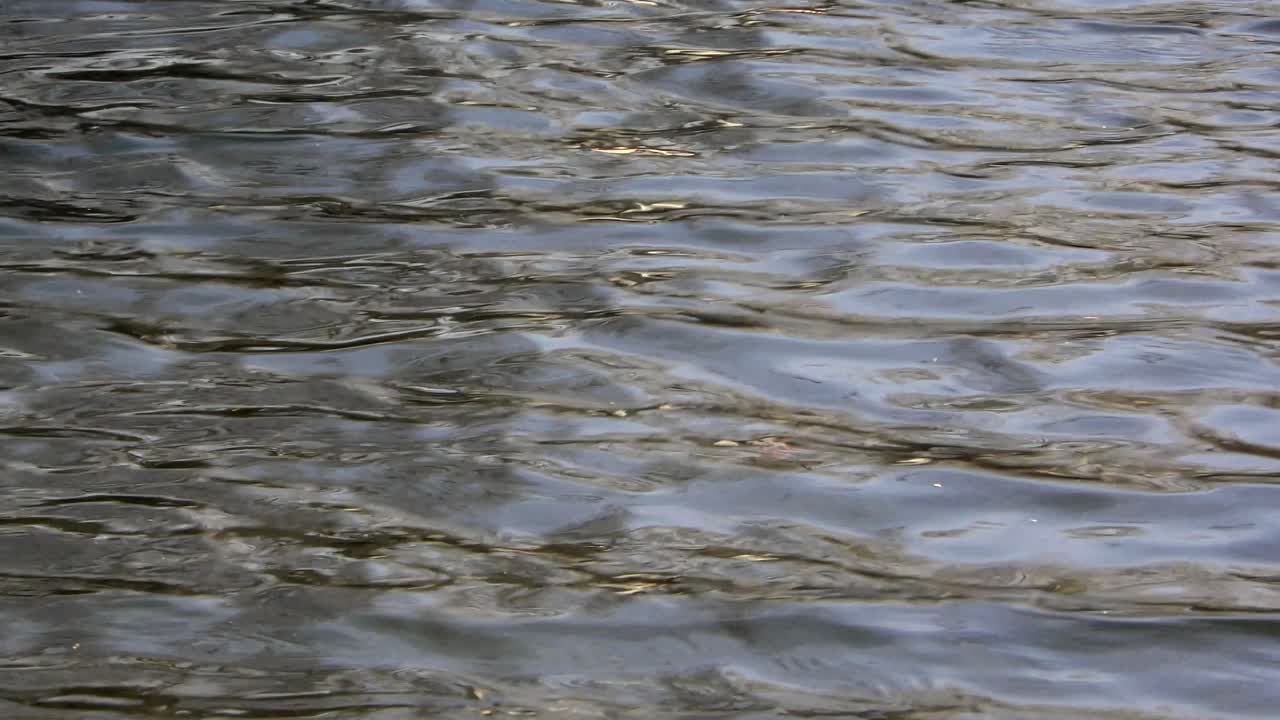 일본 도쿄 무사시세키 공원의 호수