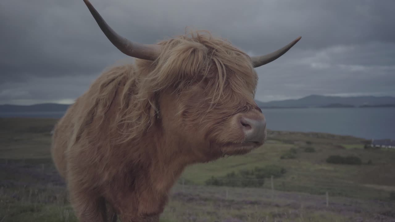 Portrait of beautiful highland brown cow in scotland uk. Calm hairy animal standing calm, curious and ruminating