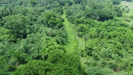 Aerial-view-shot-of-deep-green-forest