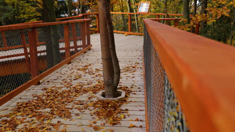 tree trunk moving in strong wind in the middle of a construction on a wooden path in the tree tops from the joke to the side of a sunny autumn day captured in pustevny beskids area 4k 60fps